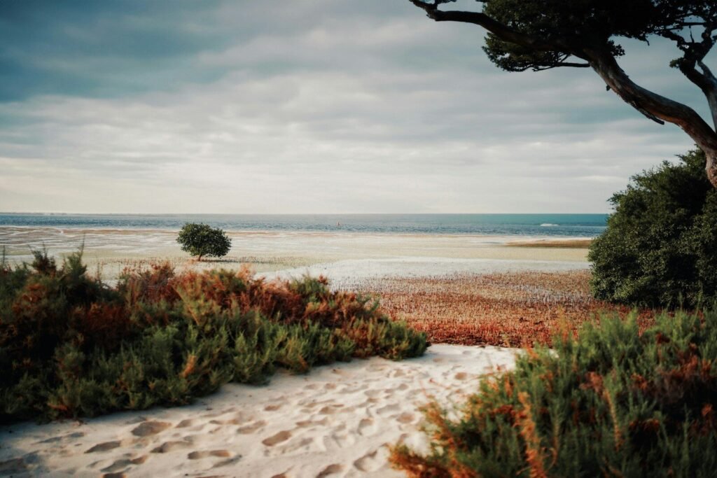 A sandy path leading to a beach with a tree in the foreground