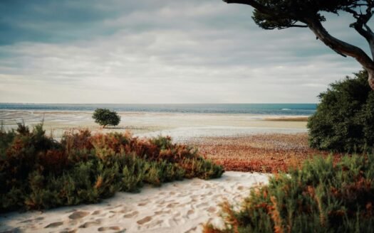 A sandy path leading to a beach with a tree in the foreground